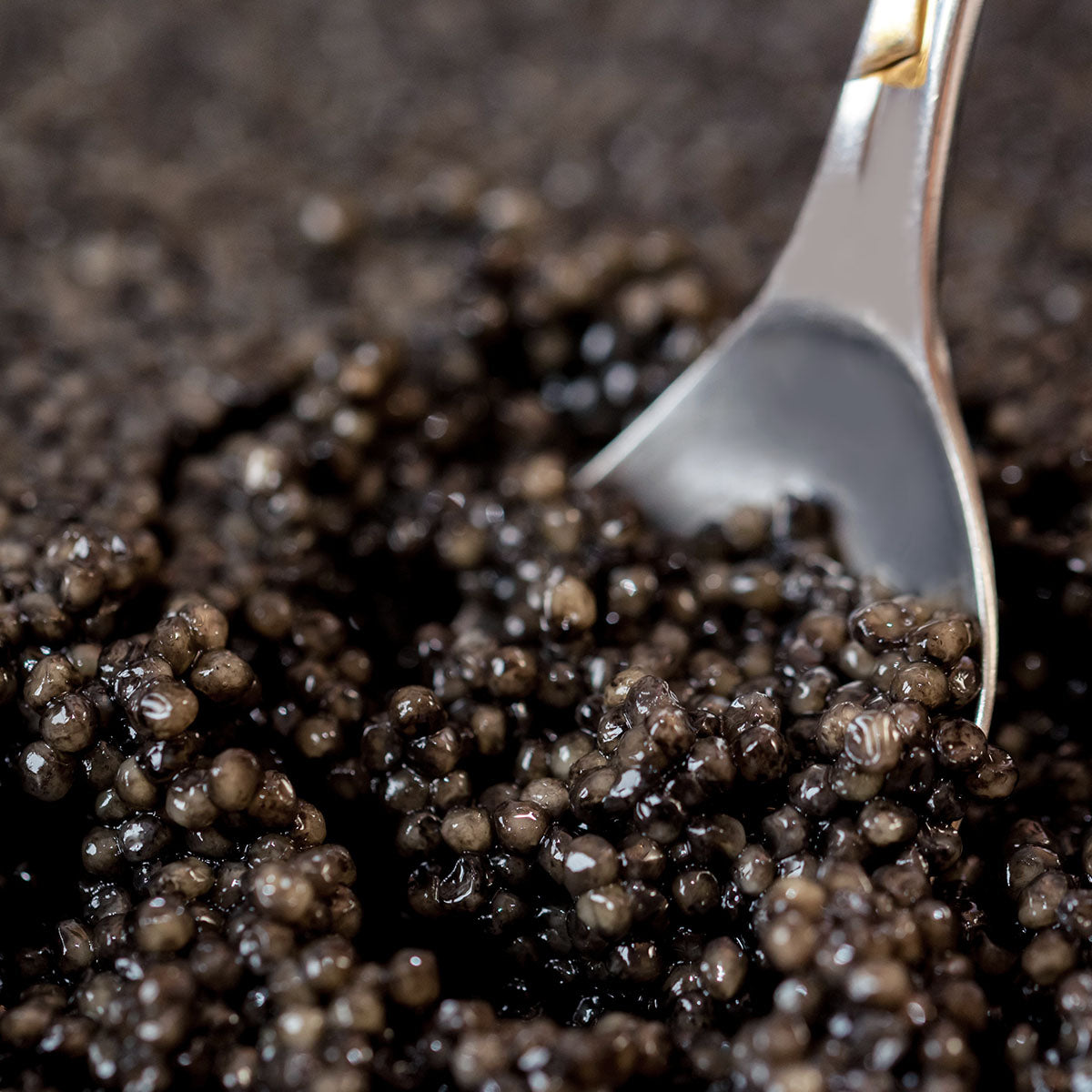 Private Reserve - Caspian Siberian Sturgeon Caviar
